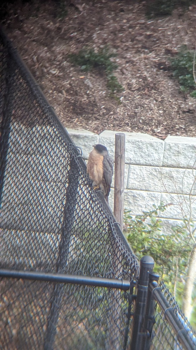 Cooper's Hawk - Danielle Peralta