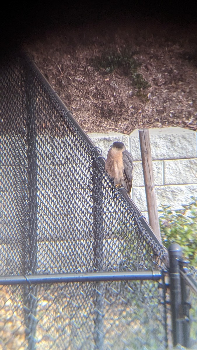 Cooper's Hawk - Danielle Peralta