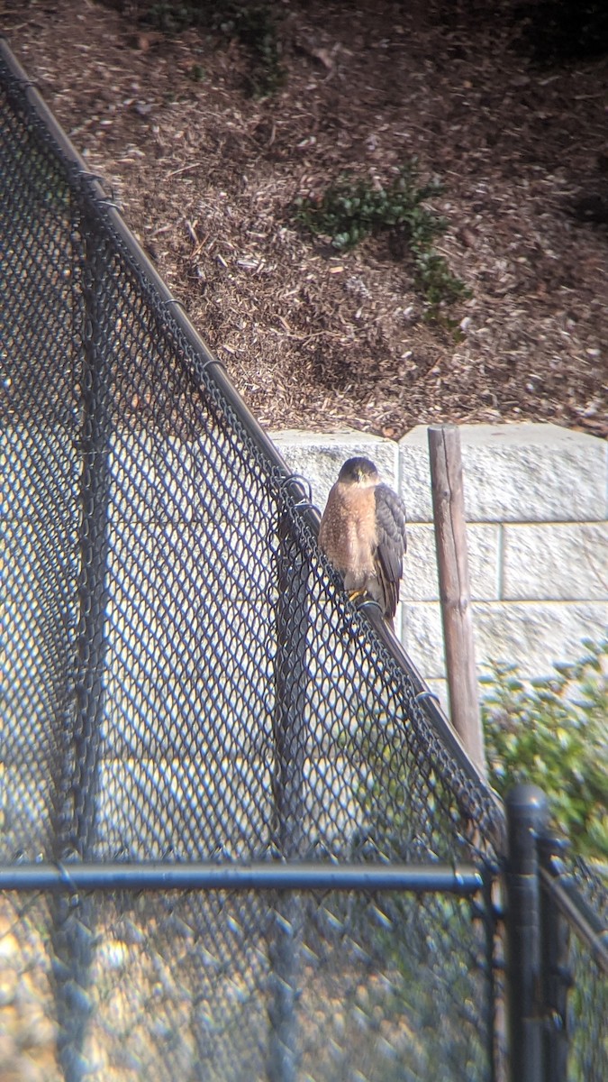 Cooper's Hawk - Danielle Peralta