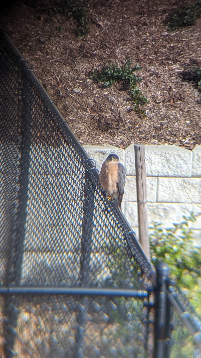 Cooper's Hawk - Danielle Peralta