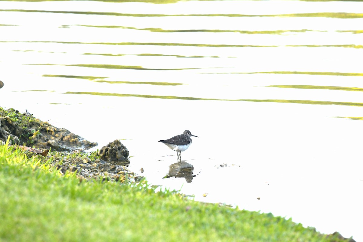 Solitary Sandpiper - ML618358594