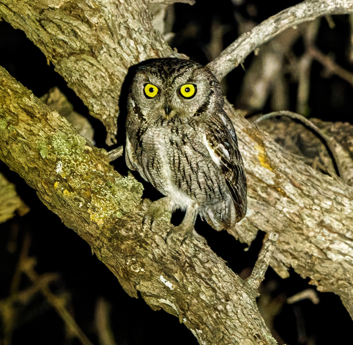 Western Screech-Owl - Kip Miller