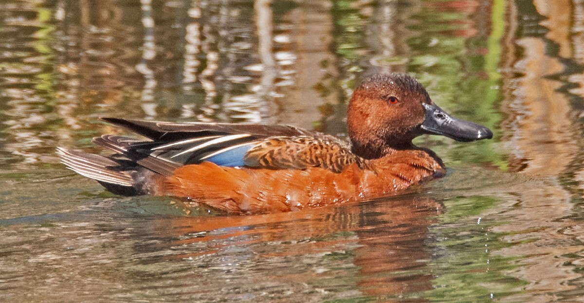 Cinnamon Teal - Margaret & Fred Parkes