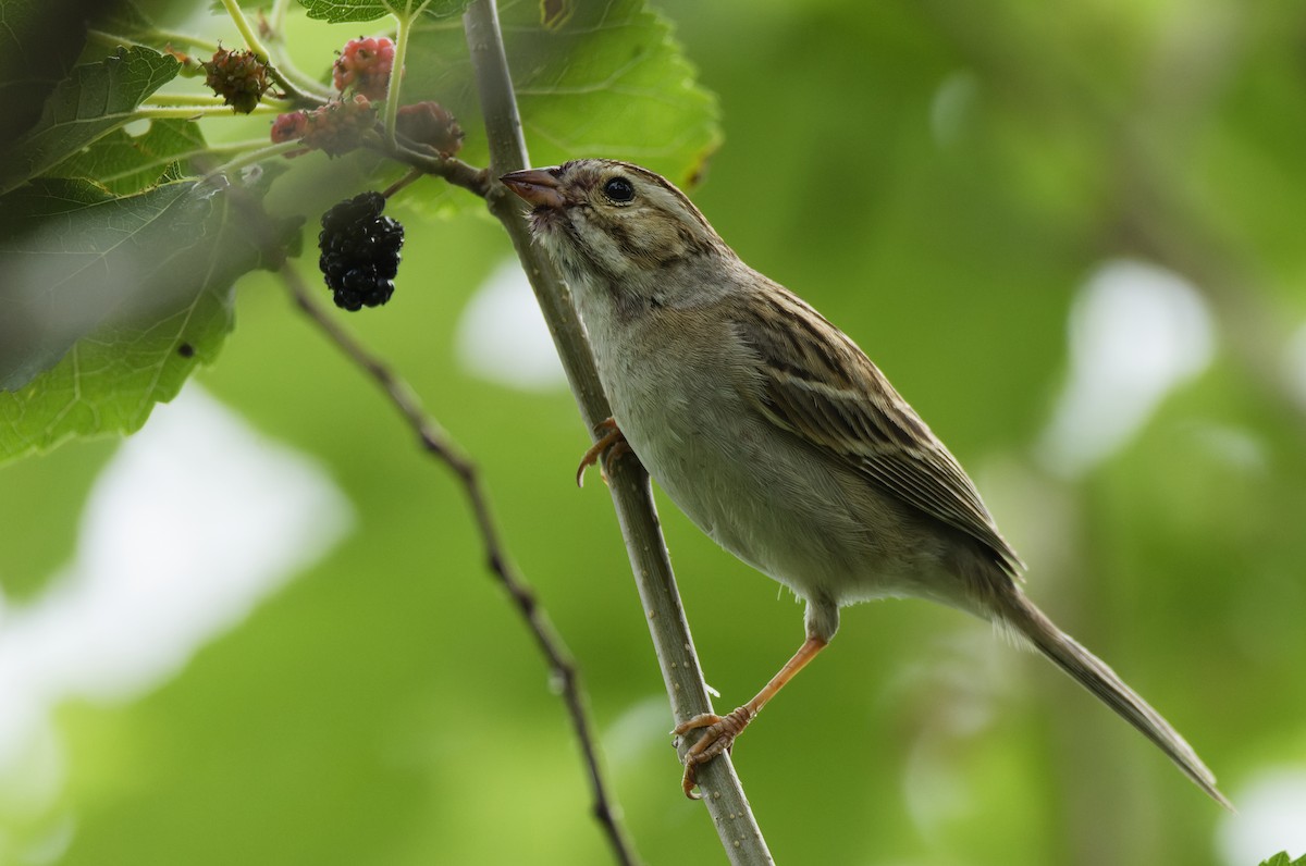 Clay-colored Sparrow - Ben Rippley