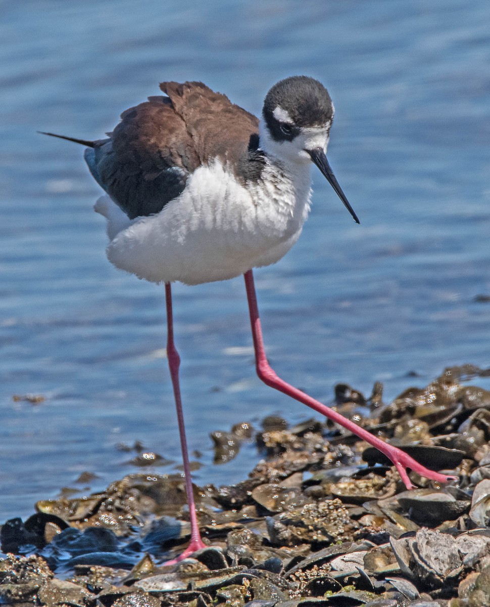 Black-necked Stilt - Margaret & Fred Parkes