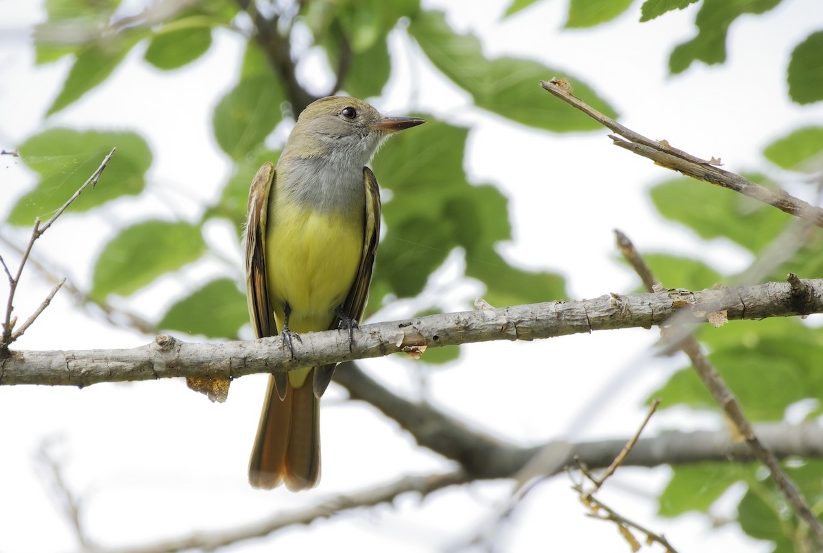 Great Crested Flycatcher - Ben Rippley