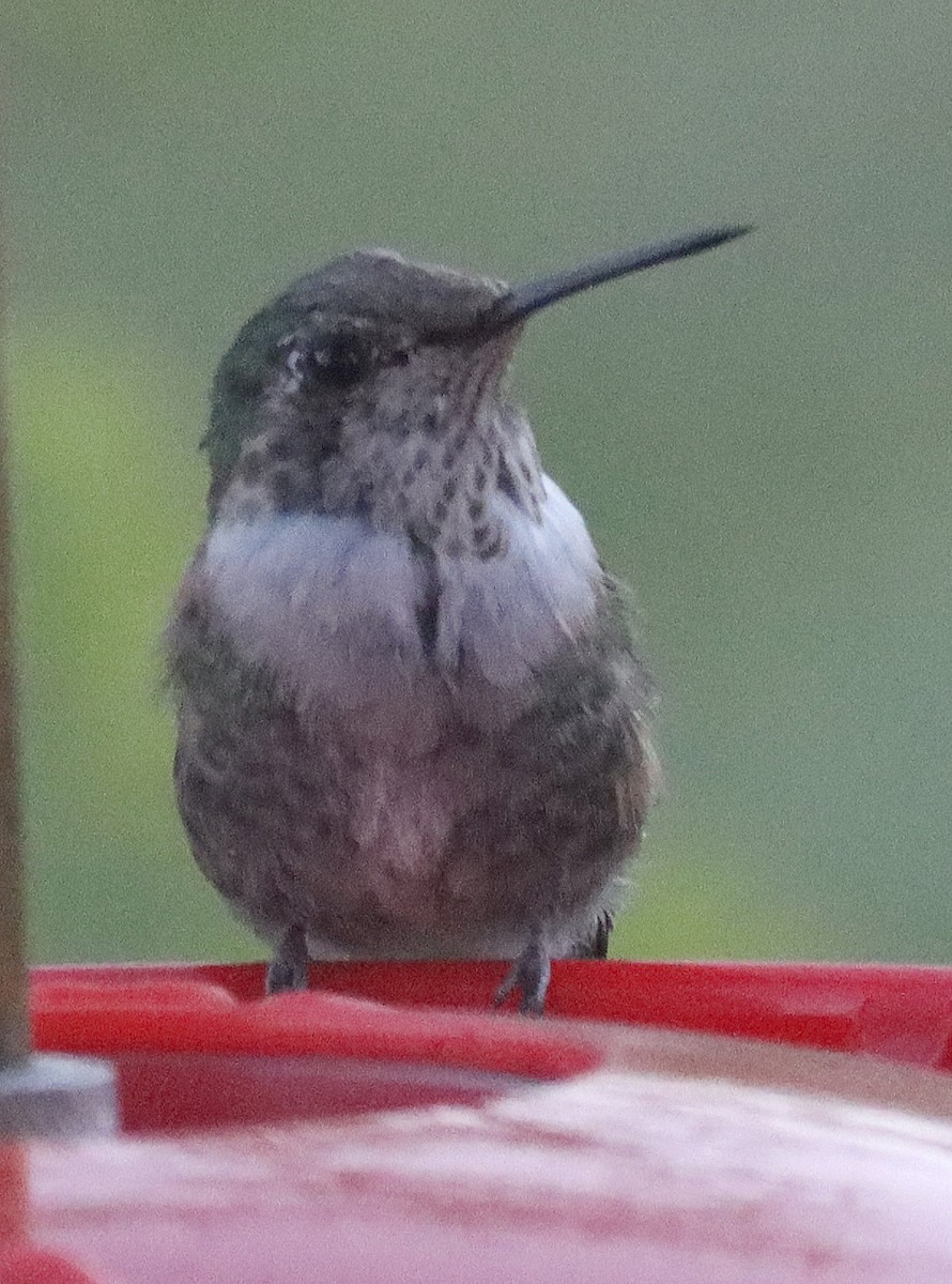 Colibri à gorge noire - ML618358660