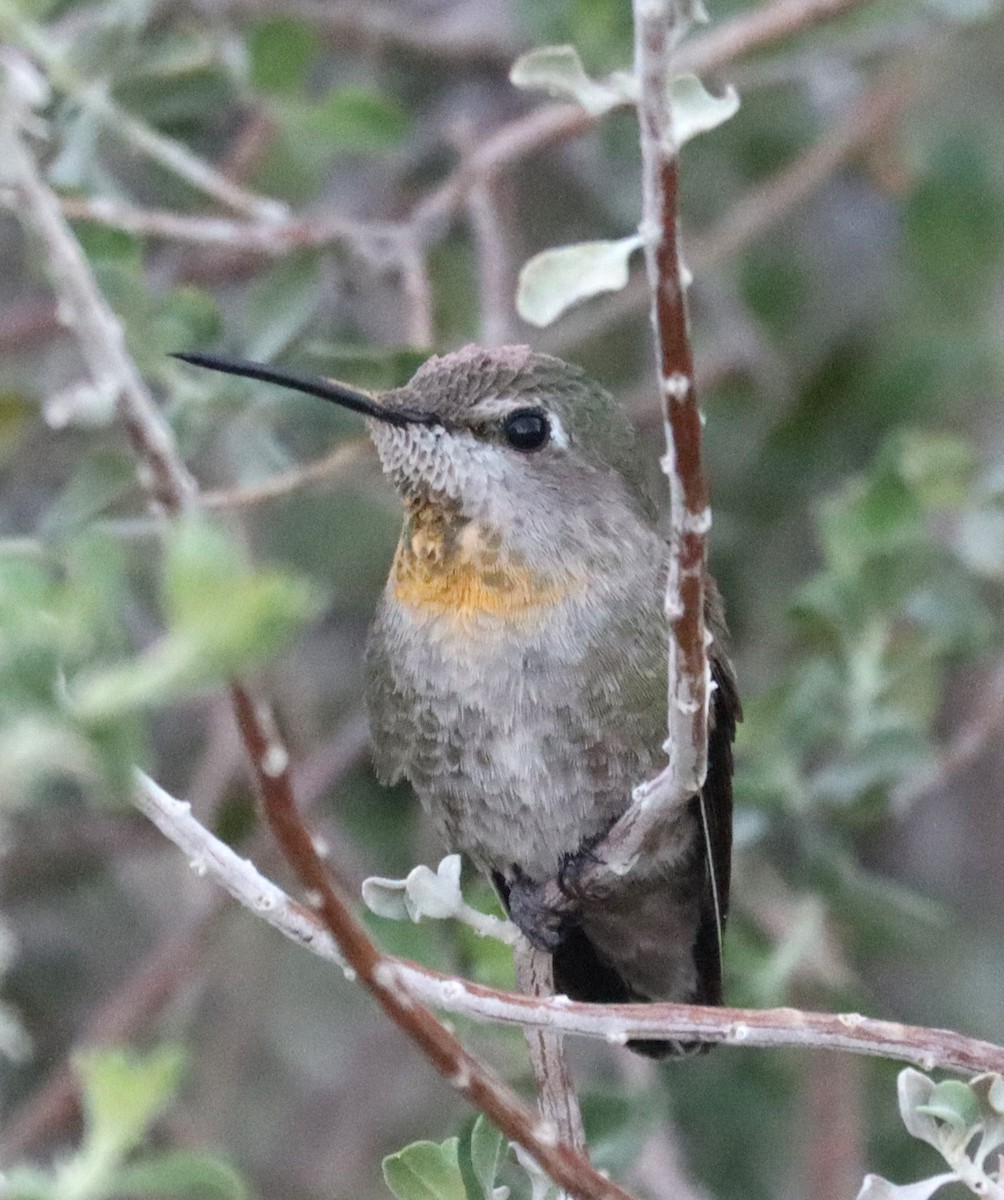 Anna's Hummingbird - Greg Prelich