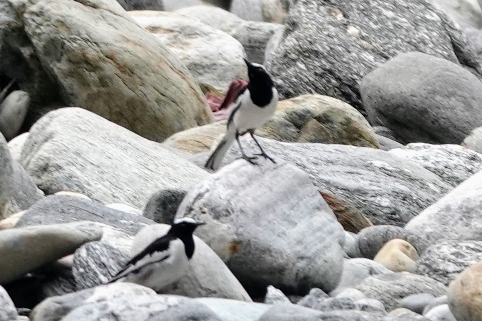 White-browed Wagtail - ML618358767