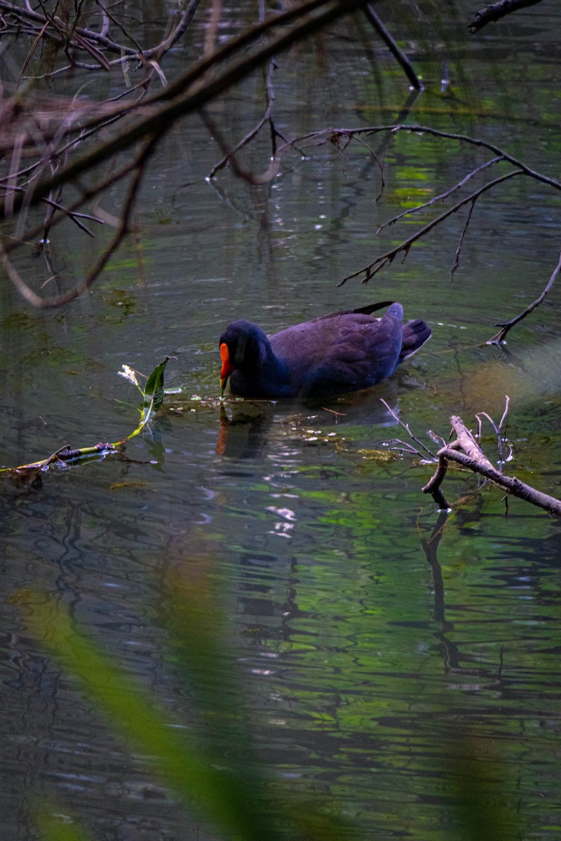 Dusky Moorhen - ML618358851