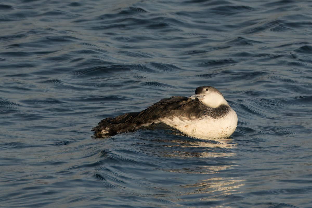 Common Loon - Alexander Yan