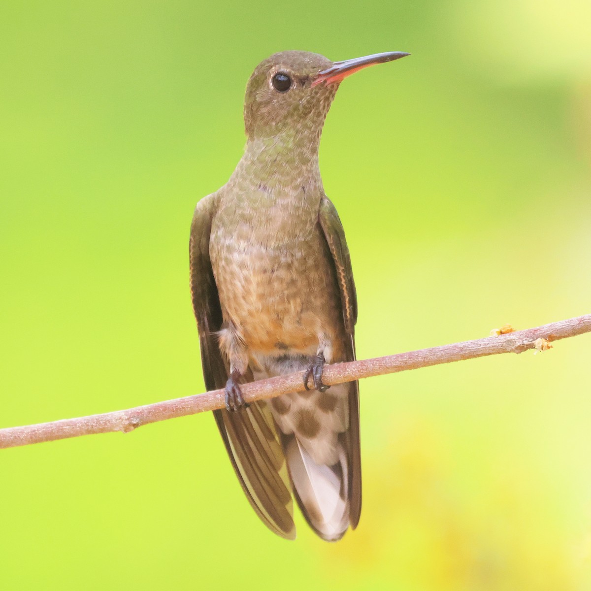 kolibřík skvrnitoprsý - ML618358854
