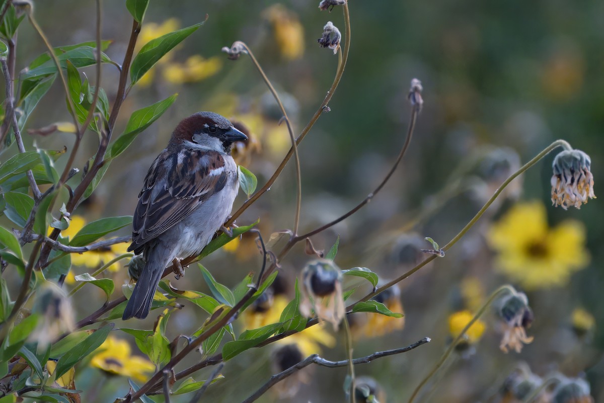 House Sparrow - Alexander Yan