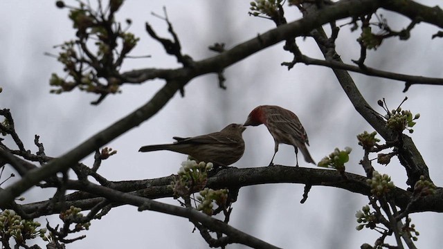 House Finch - ML618358875