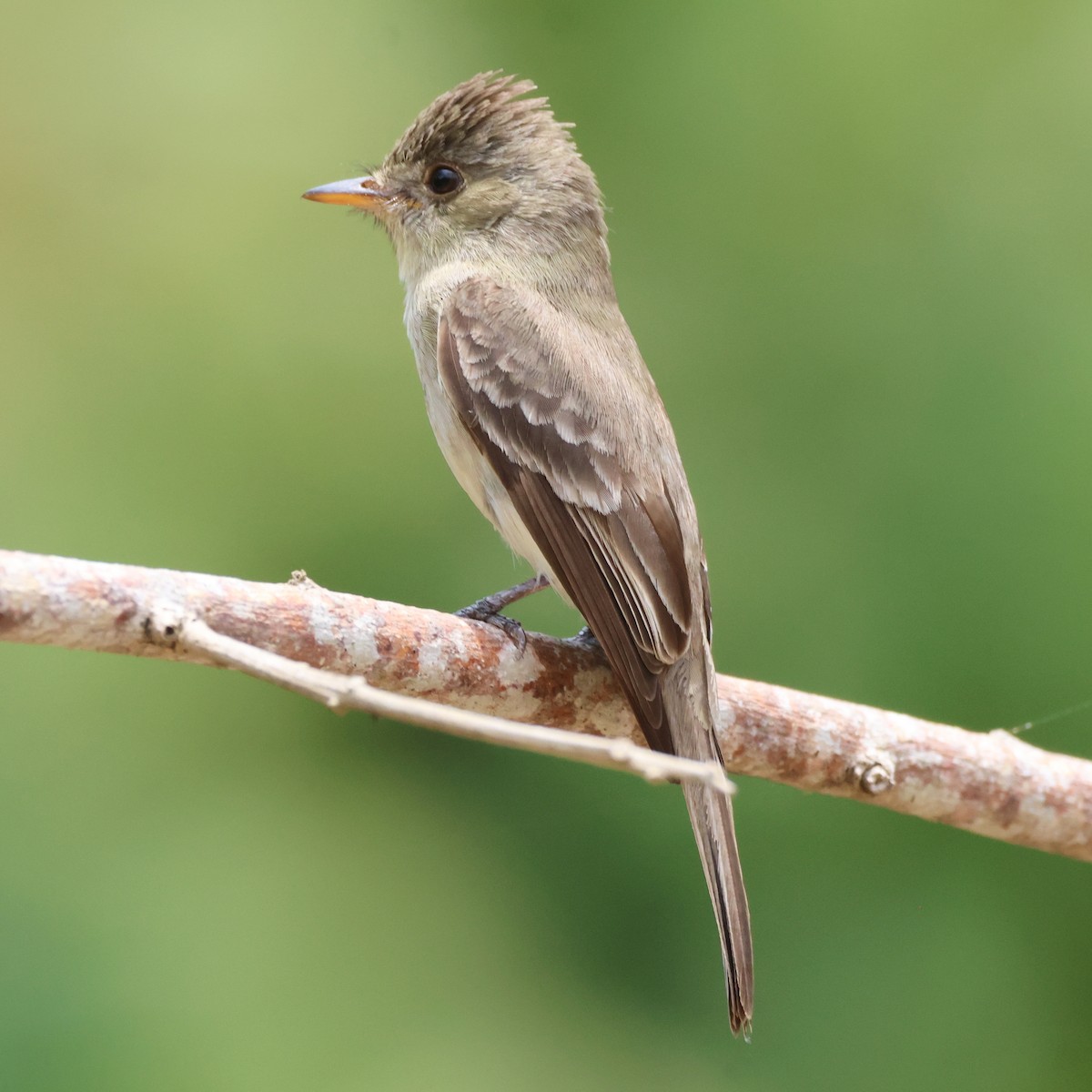 Northern Tropical Pewee - ML618358967