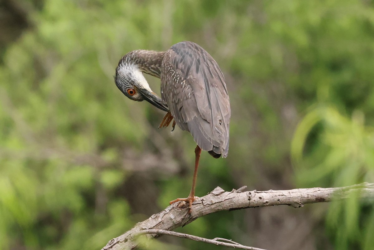 Yellow-crowned Night Heron - Michael Gallo