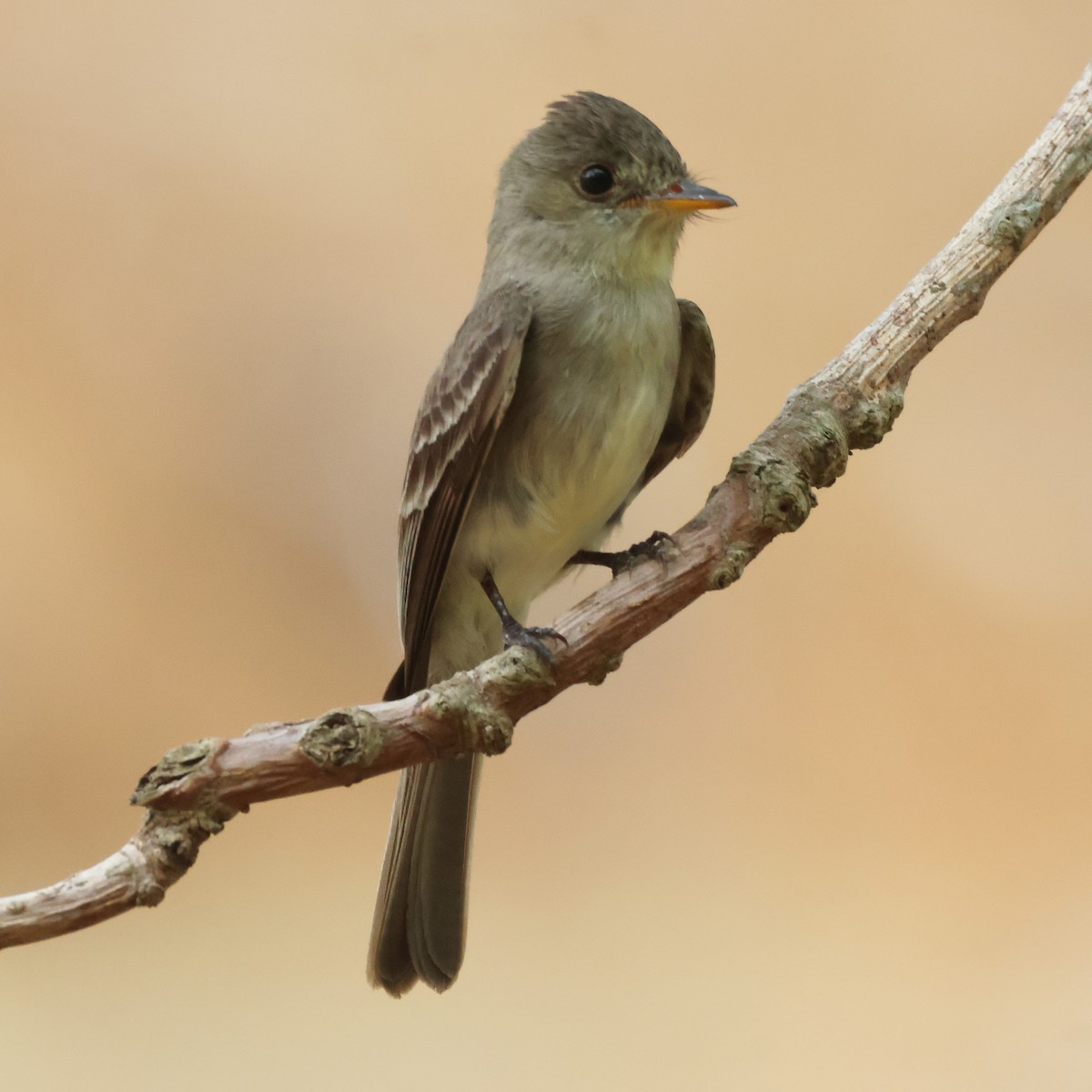 Eastern Wood-Pewee - Jorge Alcalá