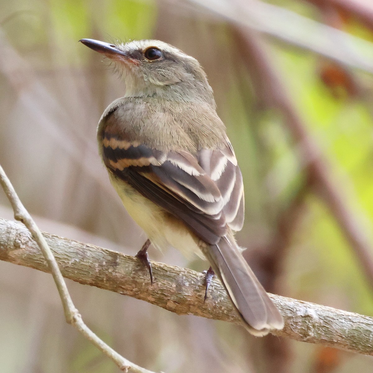 Fuscous Flycatcher - Jorge Alcalá