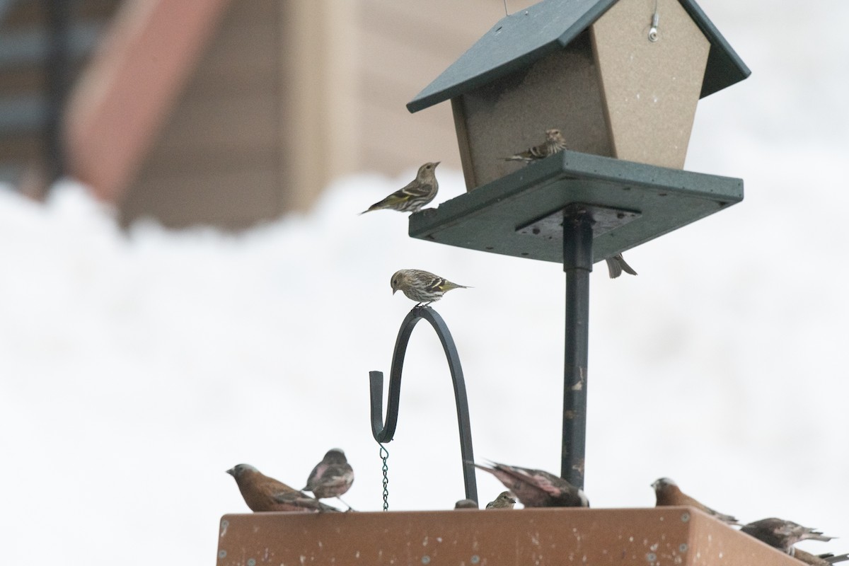 Pine Siskin - ML618359038