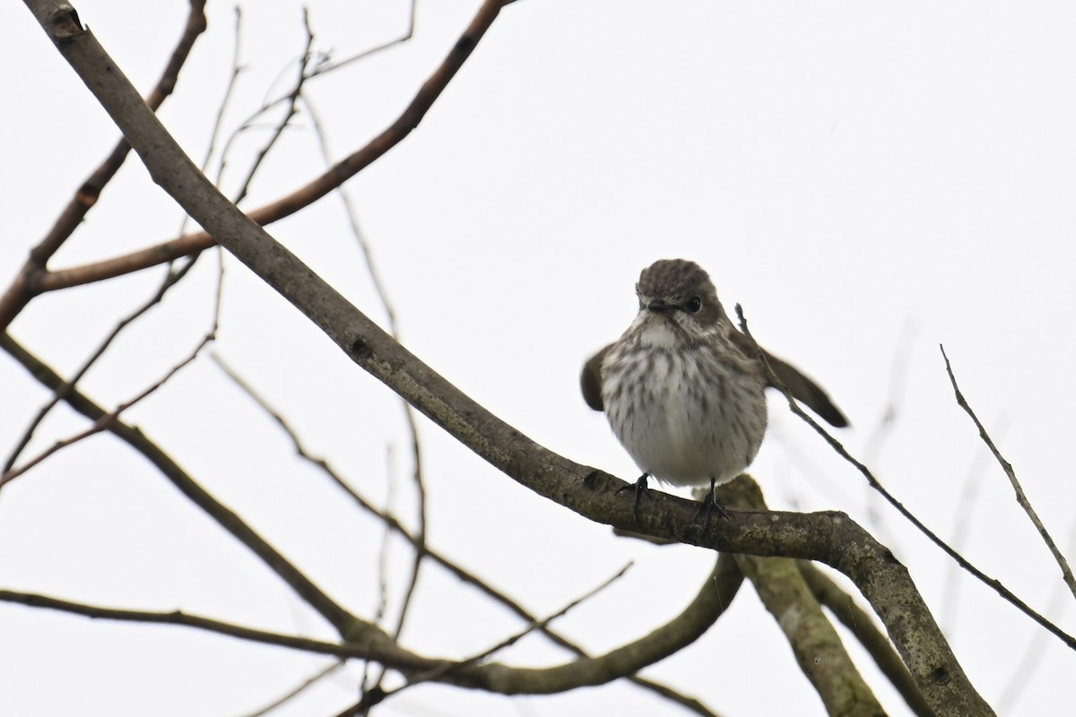 Gray-streaked Flycatcher - Ting-Wei (廷維) HUNG (洪)