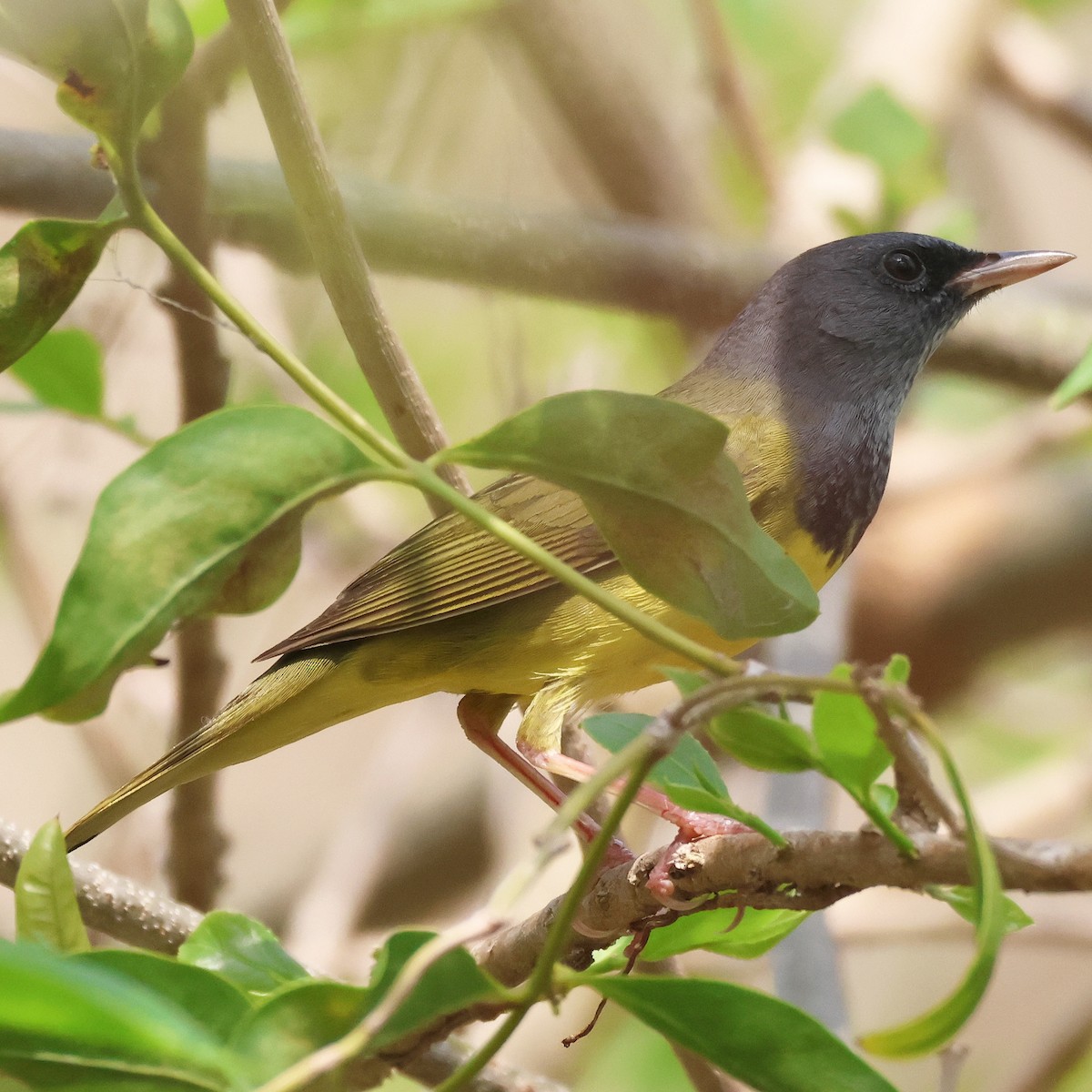 Mourning Warbler - ML618359052