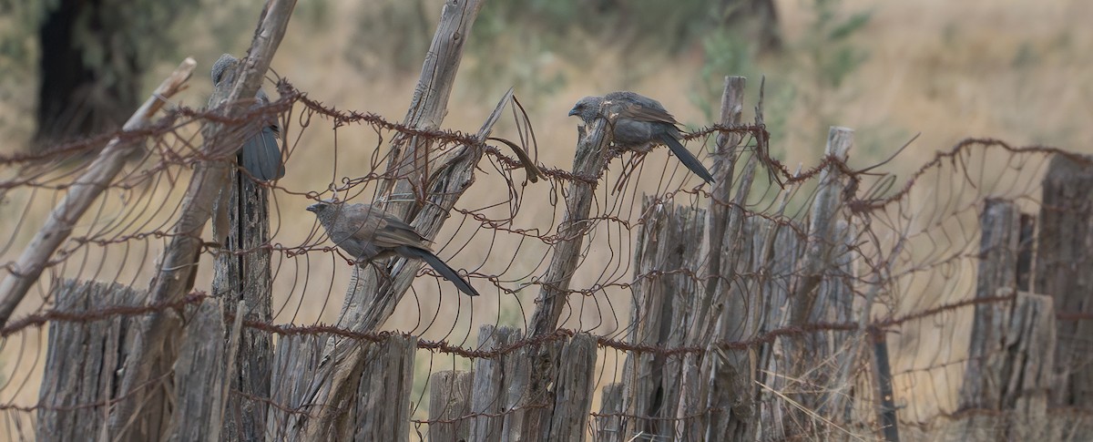 Apostlebird - ML618359135