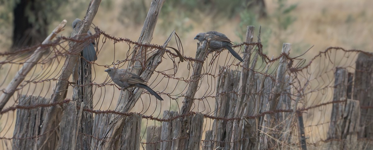 Apostlebird - Ben Milbourne