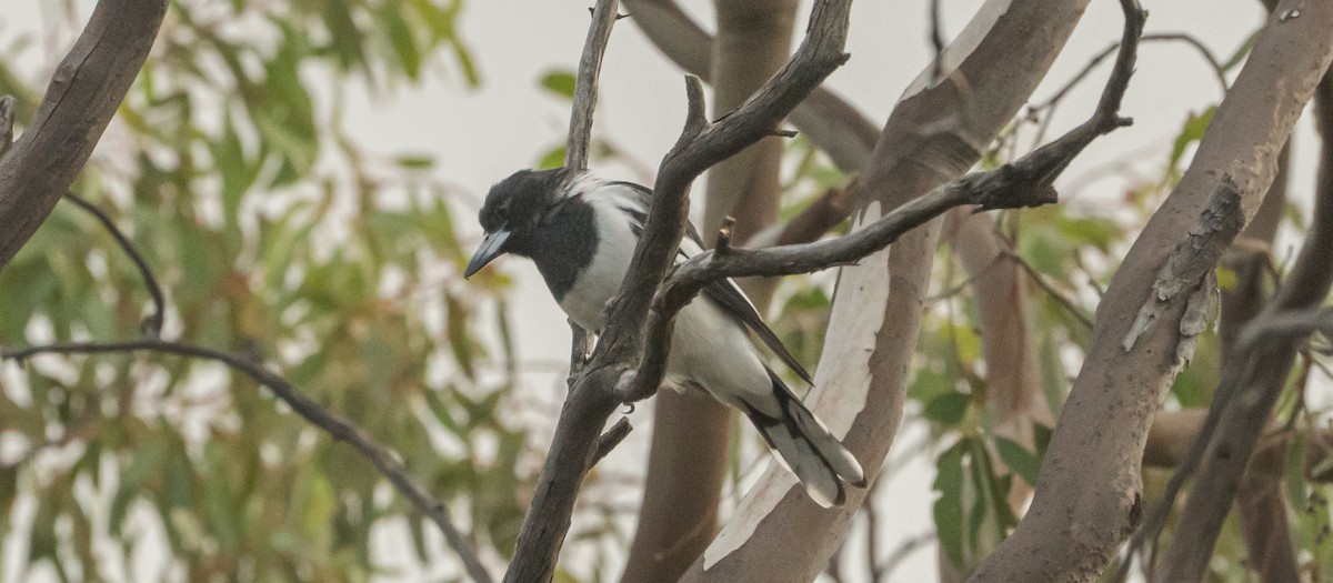 Pied Butcherbird - ML618359139