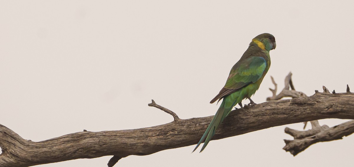 Australian Ringneck - ML618359141