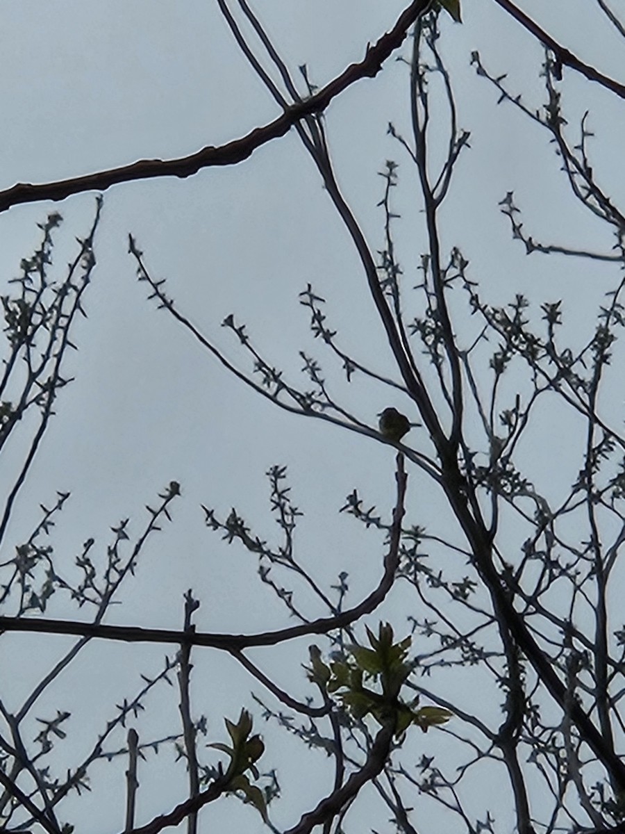 Great Crested Flycatcher - Nick Schaefers