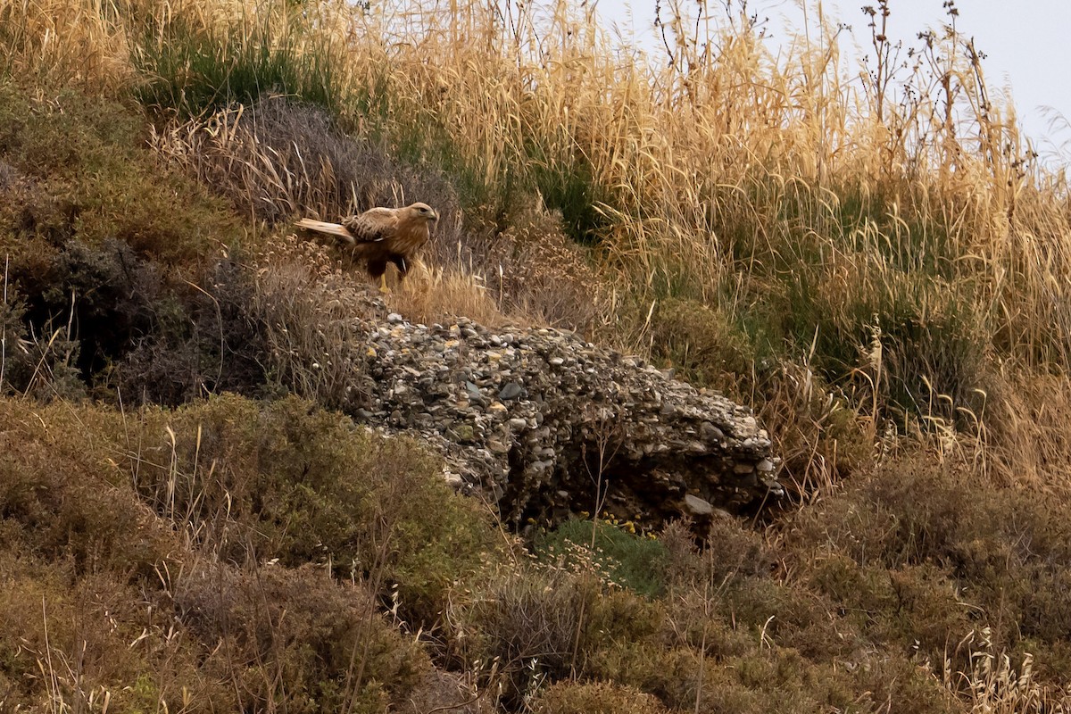 Long-legged Buzzard - ML618359158