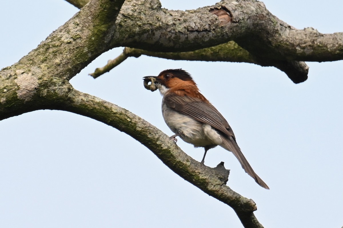 Chestnut Bulbul - ML618359167