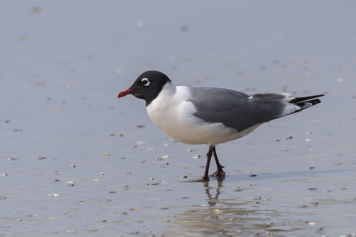 Franklin's Gull - ML618359220