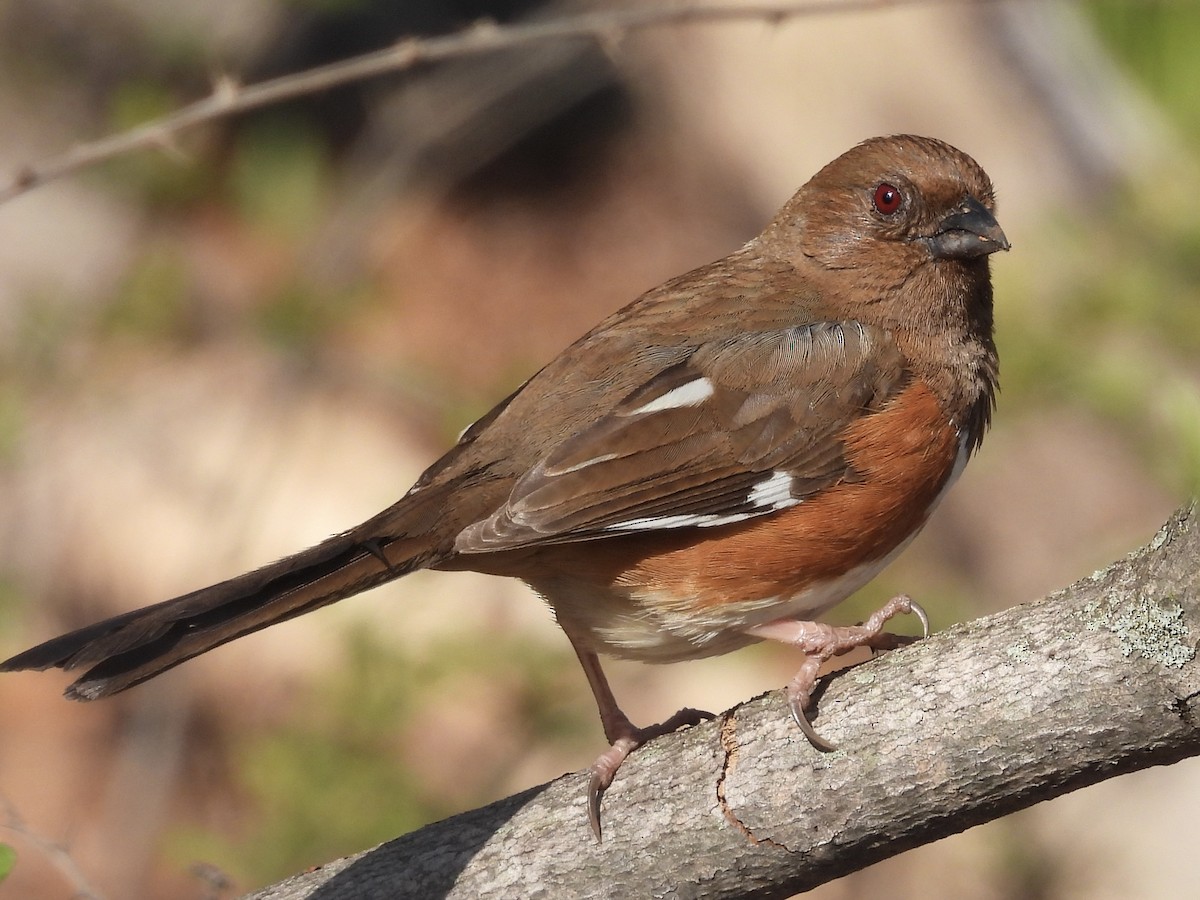 Eastern Towhee - Stella Miller