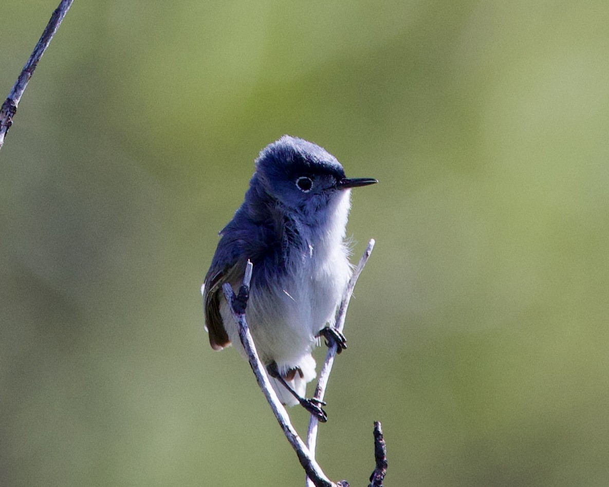 Blue-gray Gnatcatcher - ML618359245