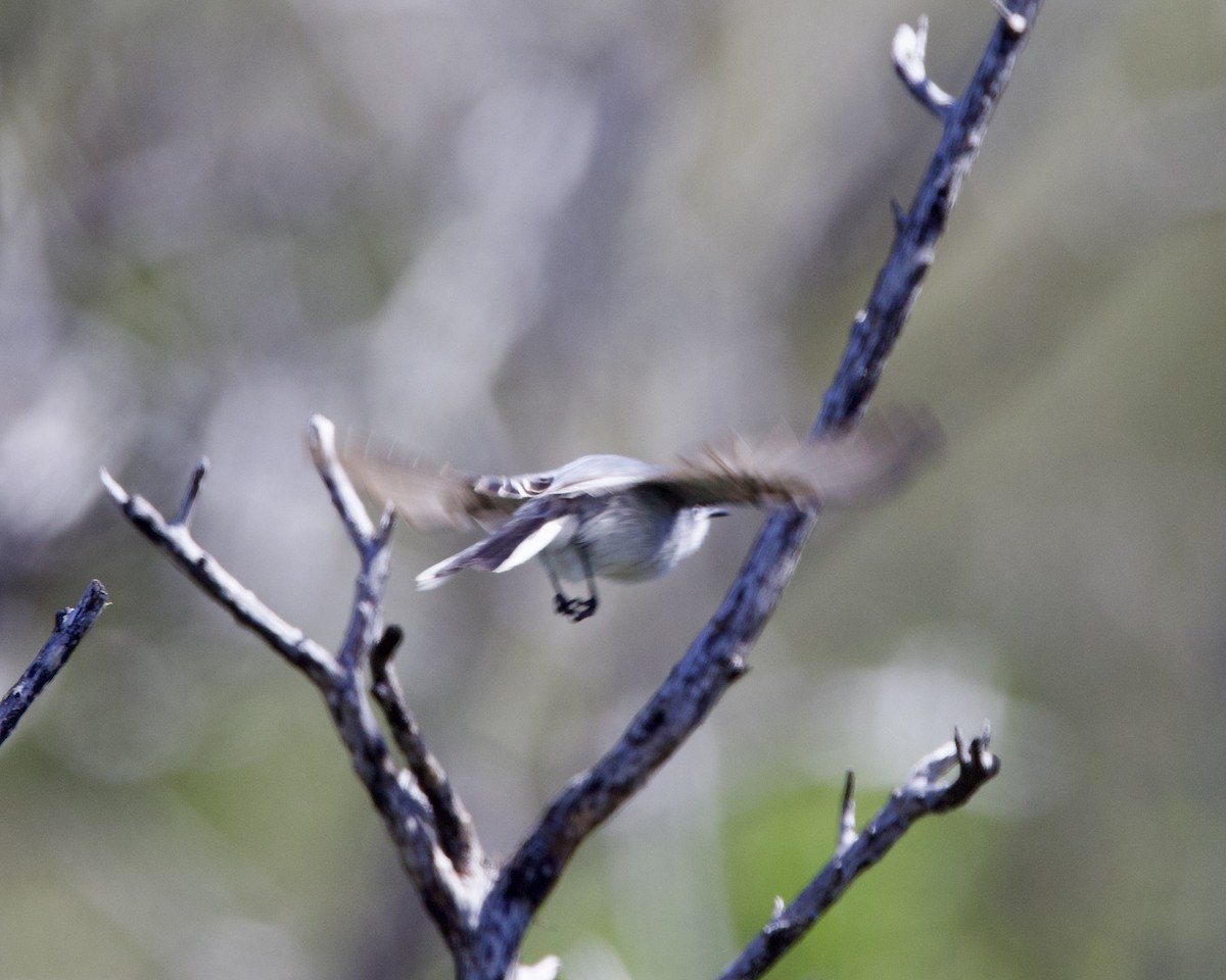 Blue-gray Gnatcatcher - ML618359250