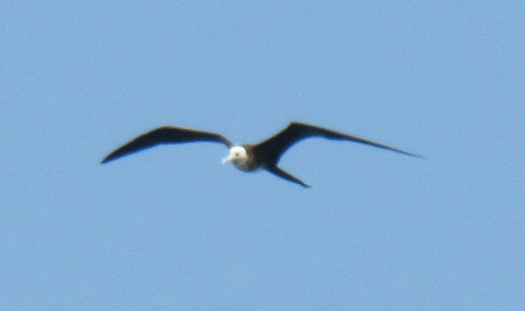 Magnificent Frigatebird - Alex Single