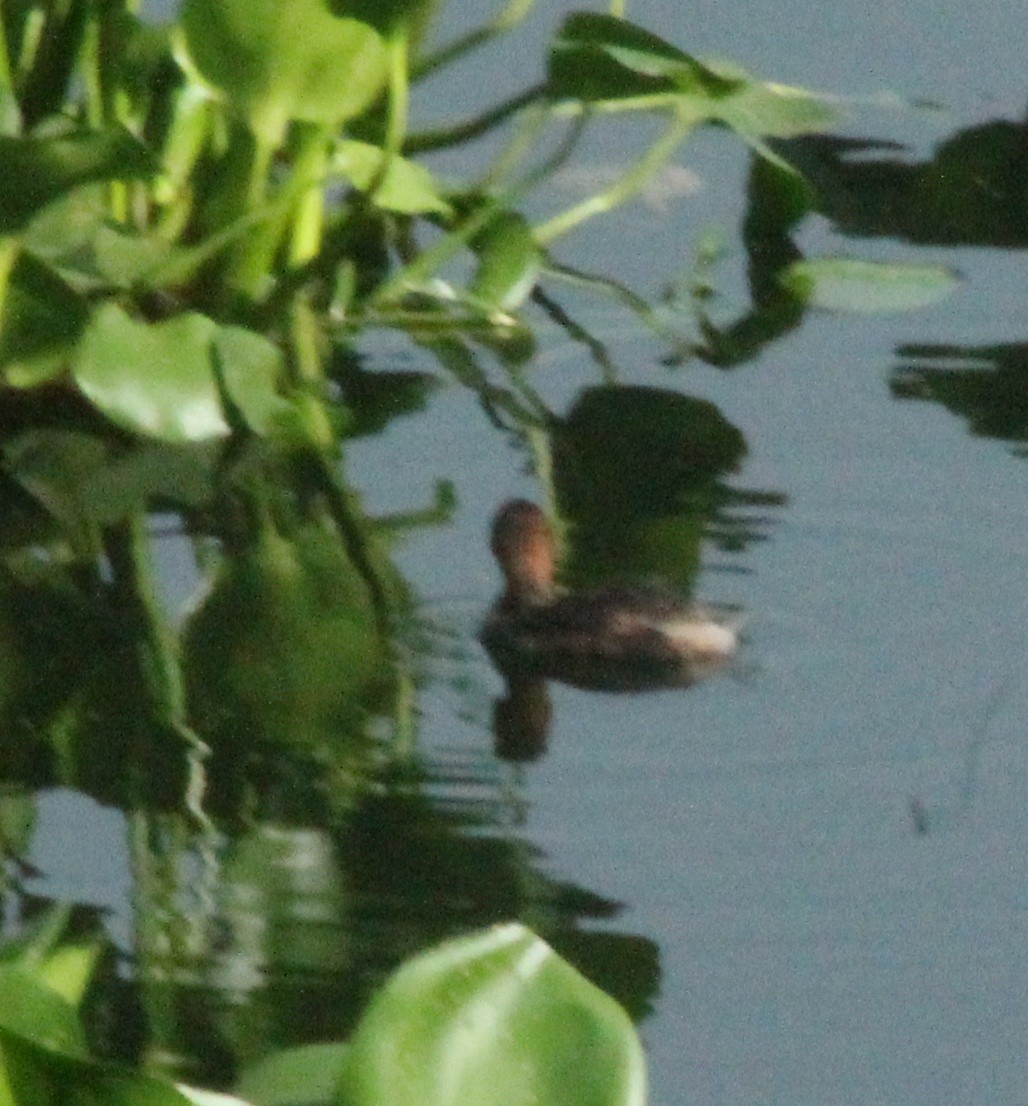 Little Grebe - ML618359273