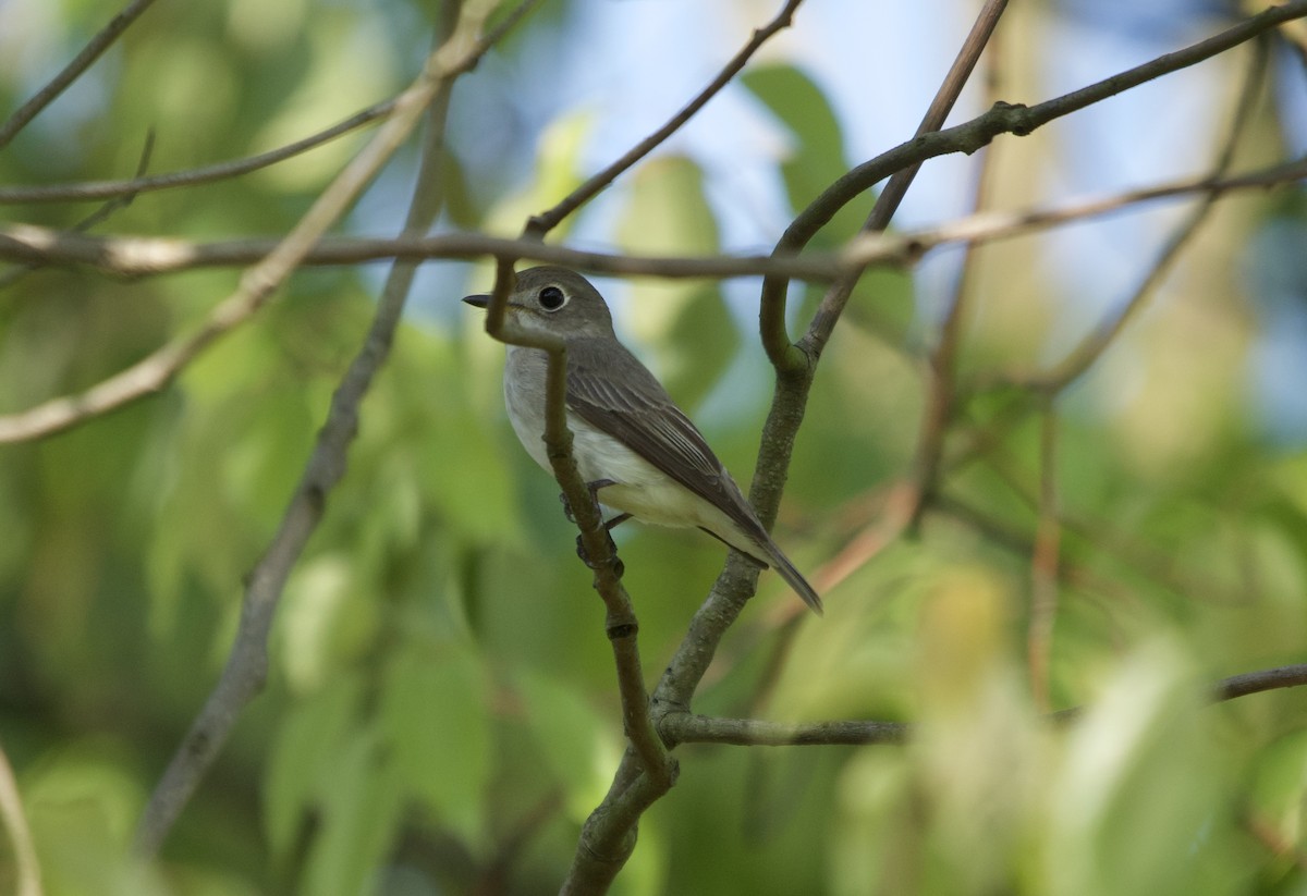 Asian Brown Flycatcher - ML618359274