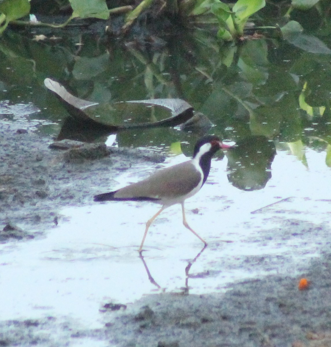 Red-wattled Lapwing - ML618359315