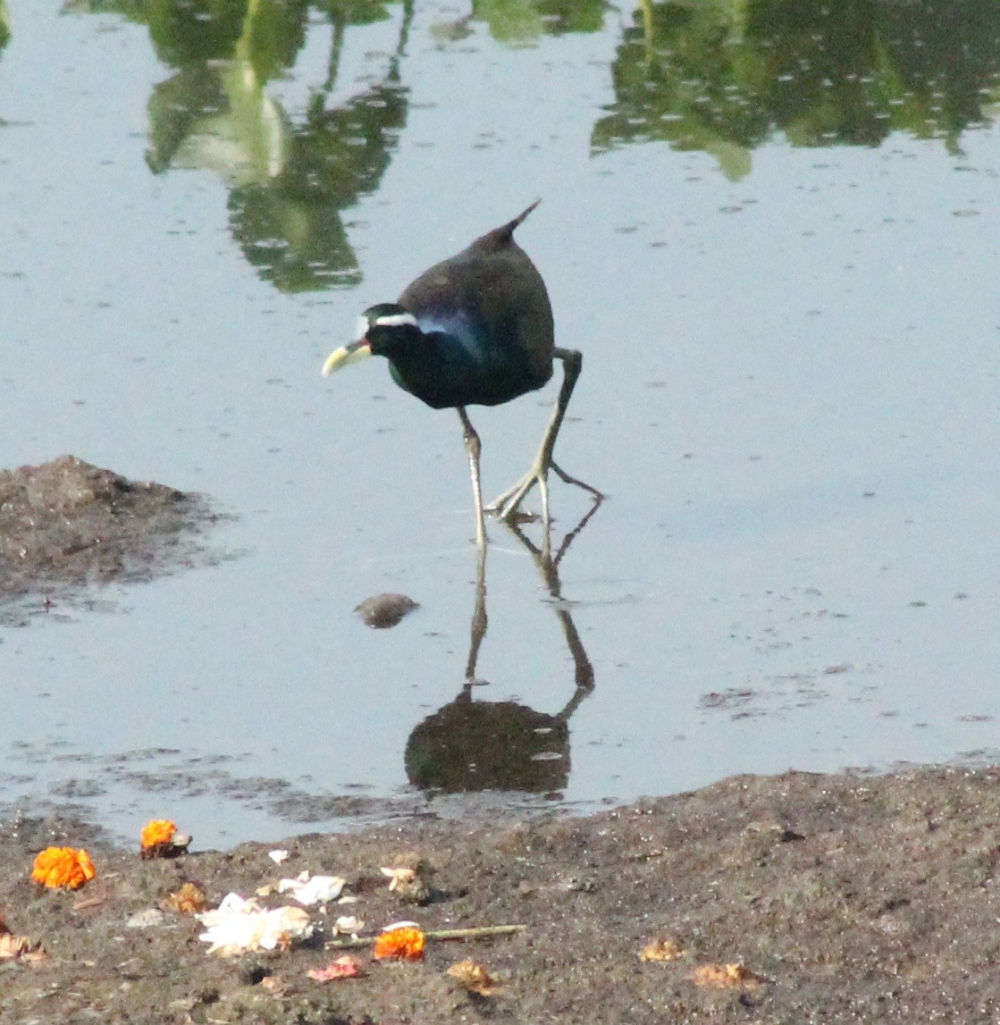 Bronze-winged Jacana - ML618359323