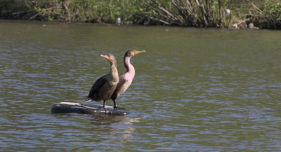 Double-crested Cormorant - Will Elliott