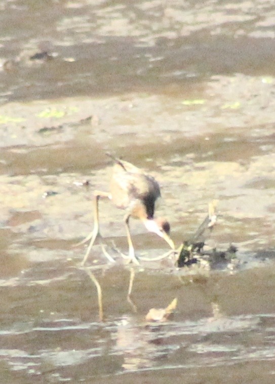 Bronze-winged Jacana - ML618359329