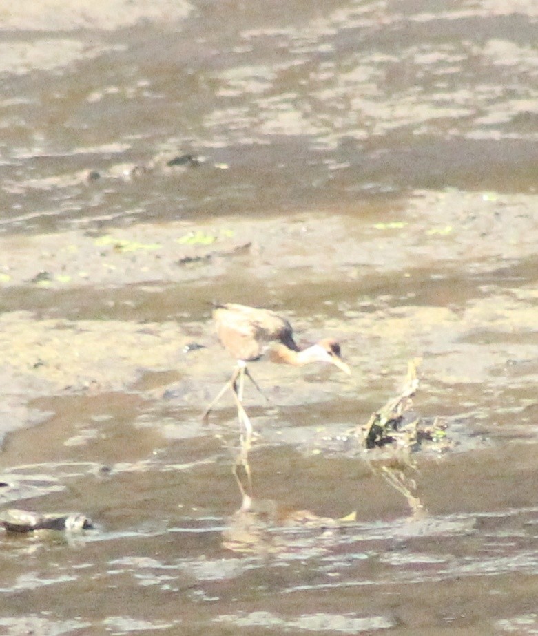 Bronze-winged Jacana - ML618359332