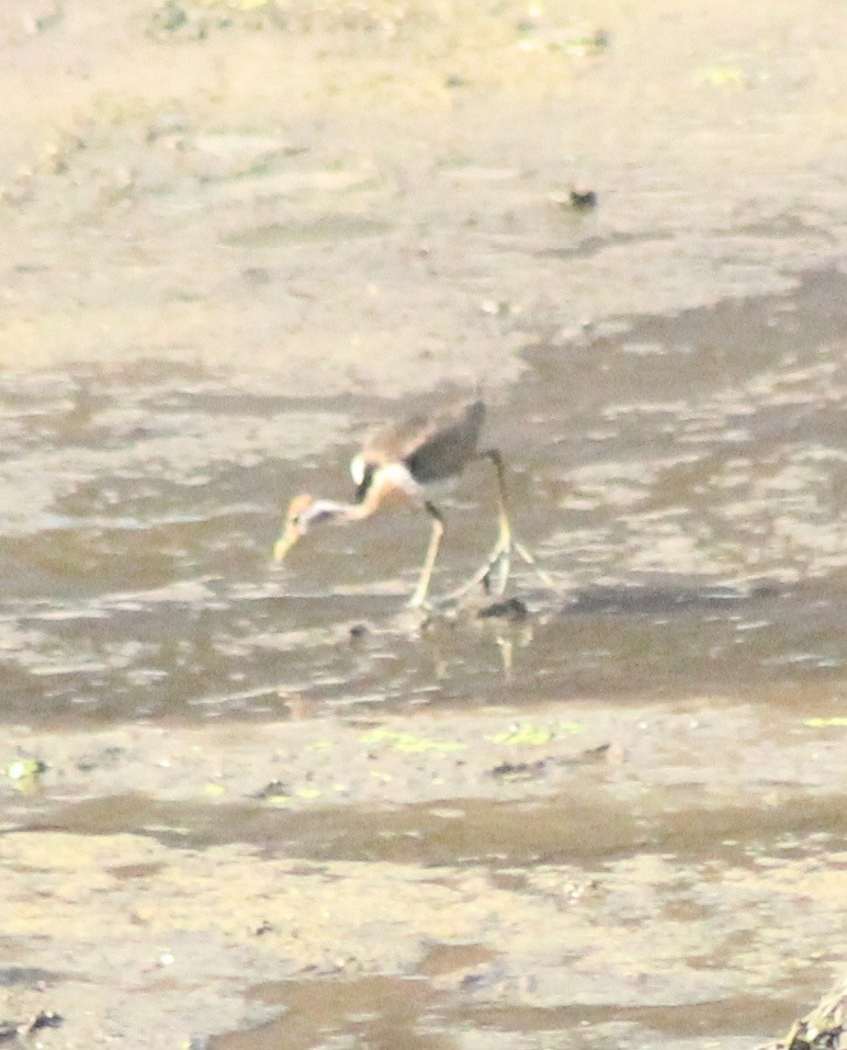 Bronze-winged Jacana - ML618359336