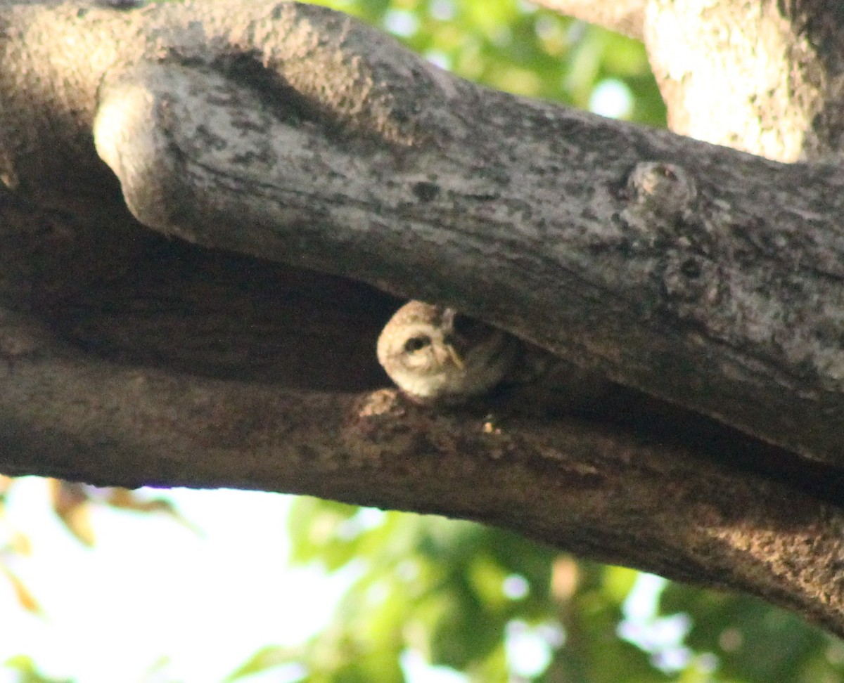 Spotted Owlet - ML618359353