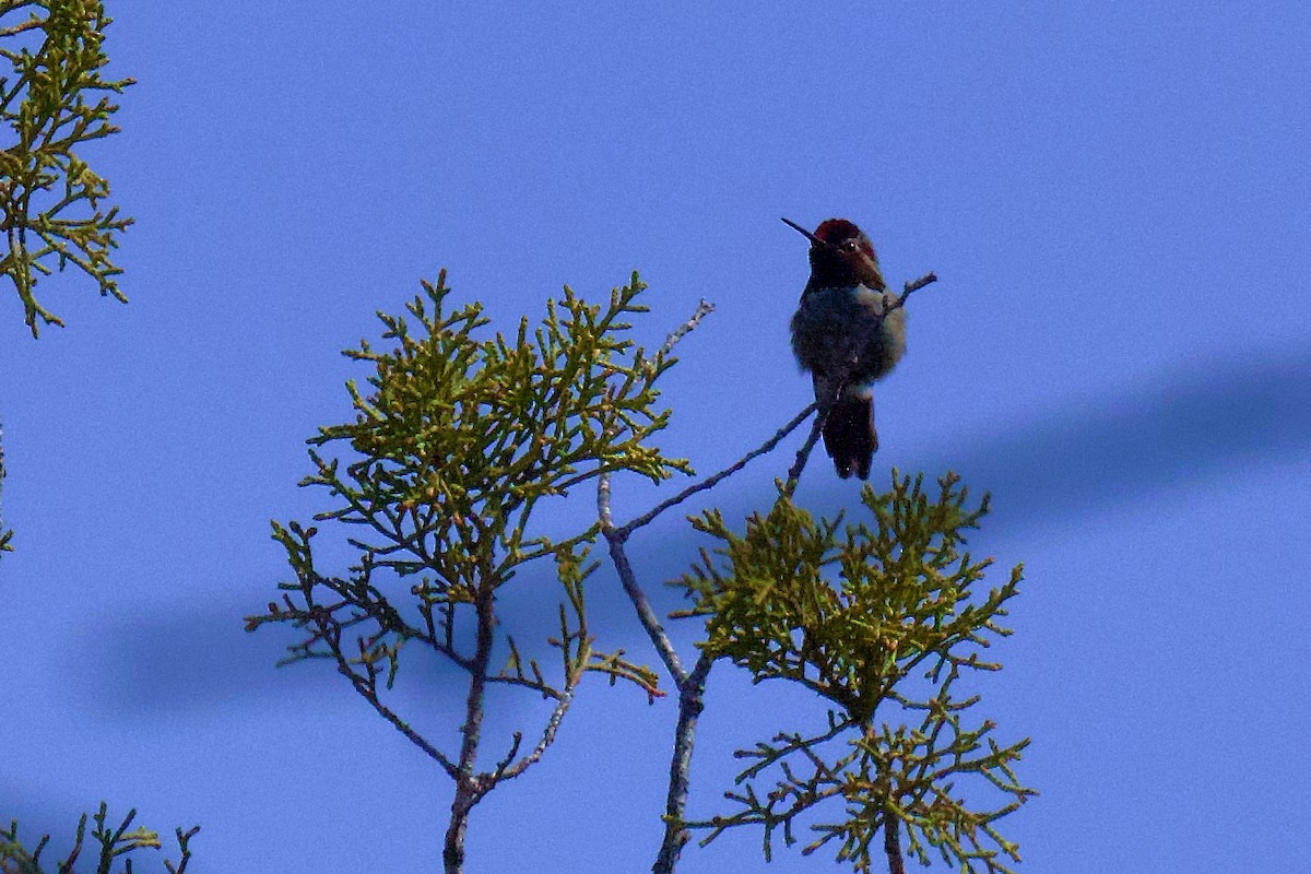 Anna's Hummingbird - ML618359354