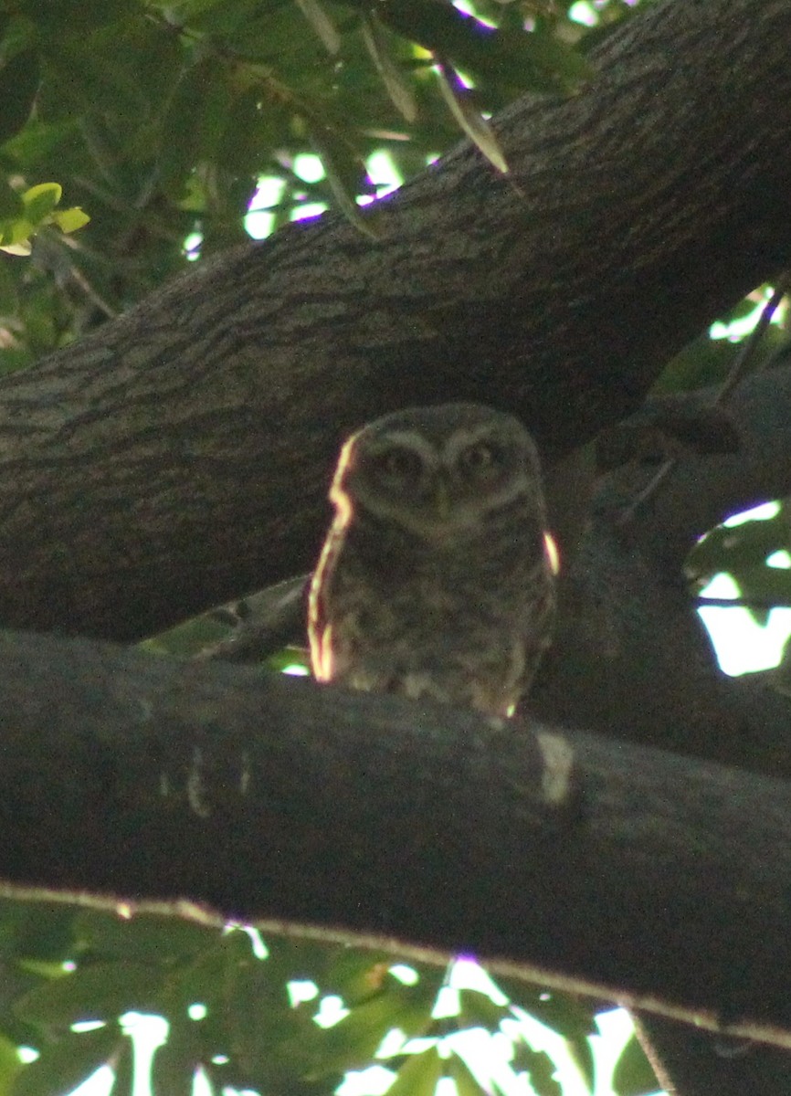 Spotted Owlet - ML618359355
