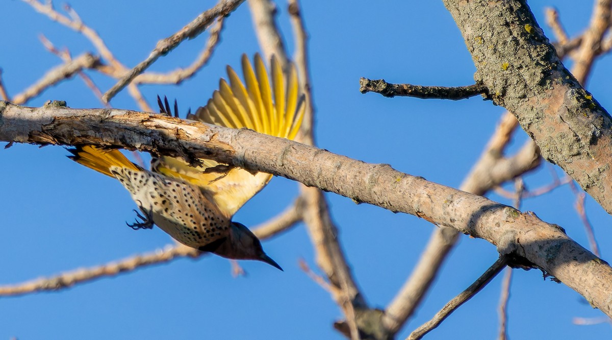 Northern Flicker - ML618359385