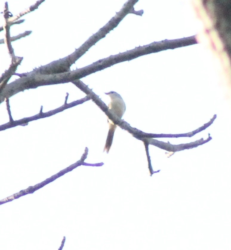 Small Minivet - ML618359435